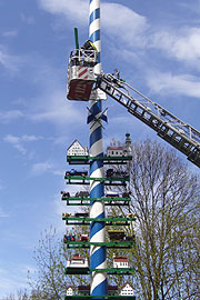 frisch gestrichen und mit montierten Figuren: der Maibaum in Obermenzing (Foto: Burschenverein Obermenzing)